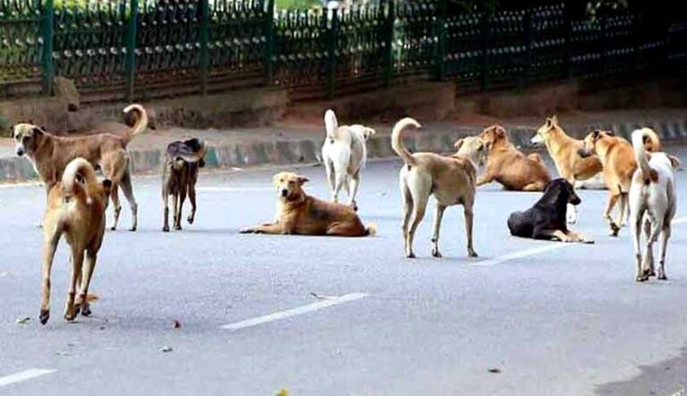 भटक्या कुत्र्यांसाठी पुणे महापालिका देणार दररोज १०३ रुपये